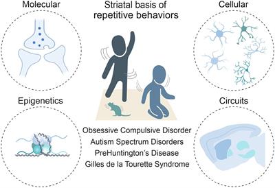 Striatal insights: a cellular and molecular perspective on repetitive behaviors in pathology